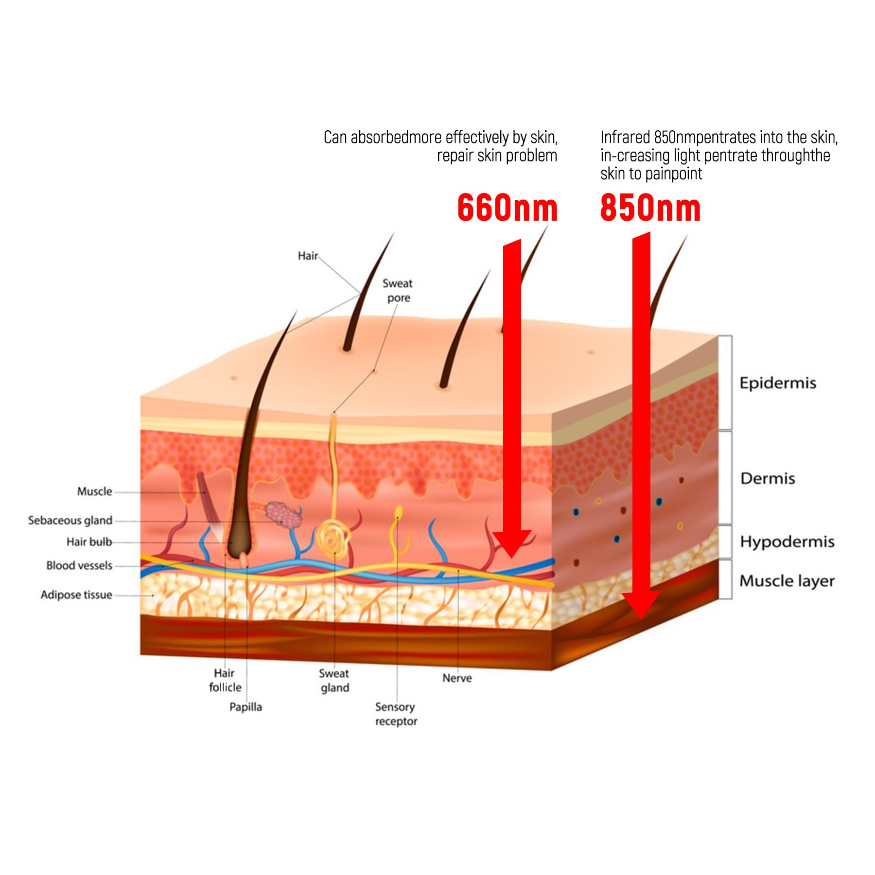 850nm vs. 660nm Red Light Therapy: Which Wavelength is Best for You?