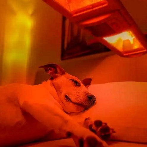 Exploring Red Light Therapy for Pets